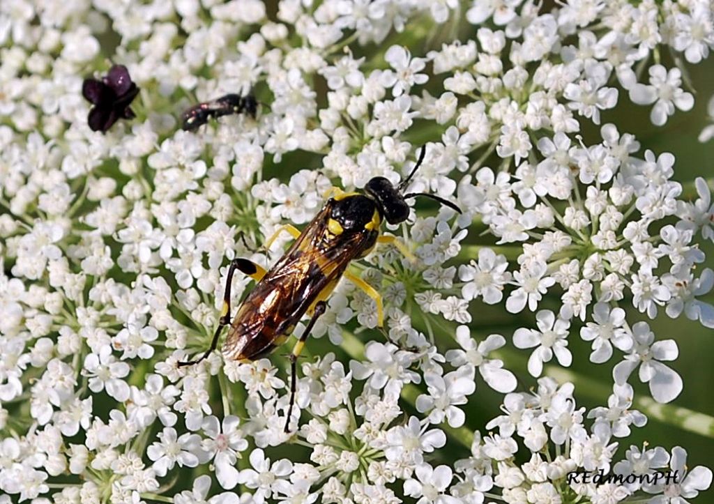 Macrophya montana, femmina, Tenthredinidae